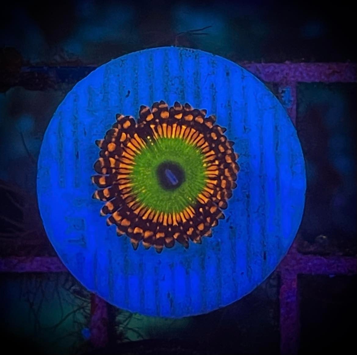 HFKC Super Bowser Zoanthid Happy Fish KC